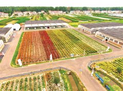 昔日“地头菜”真正变成